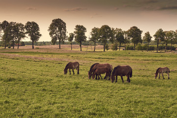 Herd of horses grazing in field in the evening, colour toning applied