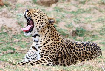 Leopard laying on the african plains yawning with large canine teeth and whiskers clearly visible.  South Luangwa, Zambia