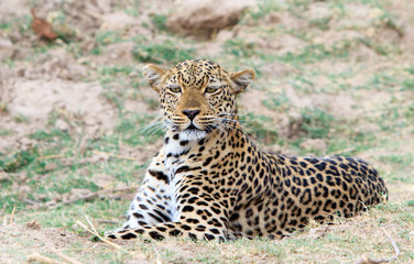 Naklejka premium African Leopard (Panthera Pardus) crouching down on the plains in South Luangwa National Park, Zambia