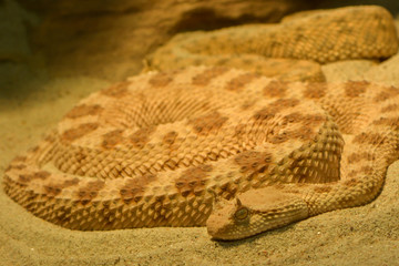 Afrikanische Hornviper
