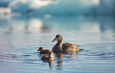 Iceland, Jokulsarlon lagoon, Beautiful cold landscape picture of icelandic glacier lagoon bay, birds in the water