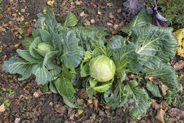 Green cabbage with large old leaves