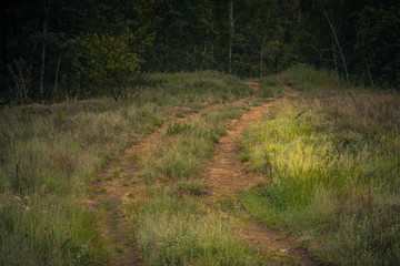 Summer landscape