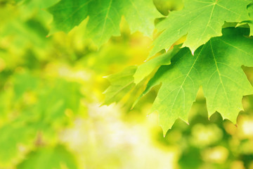 Nature background with maple leaves on sunny weather. Sunlight shines through the autumn foliage. Autumnal colored. Soft focus.