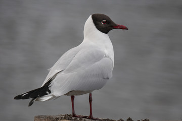 Closeup of a young sea gull with brown head and red beak