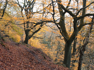 autumn beech forest path ona steep hillside with yellow foliage and fallen leaves covering a path in west yorkshire england
