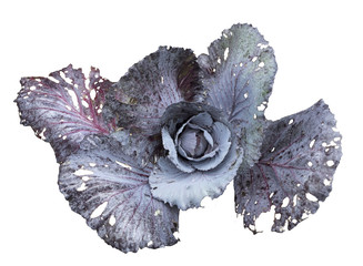 Red cabbage with large leaves