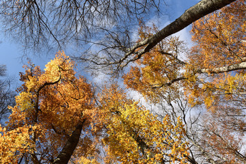 view from the bottom of fronds of autumn trees