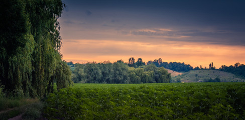 Obraz premium Summer landscape