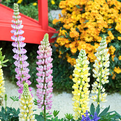 Fototapete bei efototapeten.de bestellen   