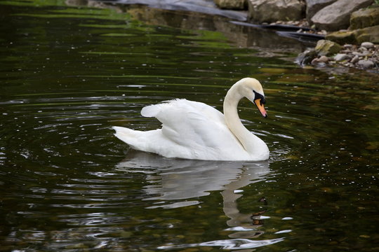 Elegant Mute Swan