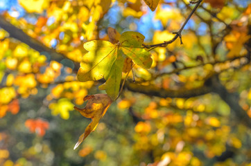 yellow leaves