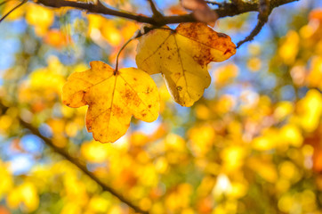 Fototapeta na wymiar yellow leaves