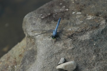 Dragonfly blue resting on rock