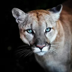 Foto auf Leinwand Puma, wilde Katzenaugen © Baranov