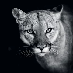 Deurstickers Puma, wilde kattenogen © Baranov