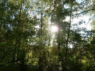 Obraz premium nature 2.0