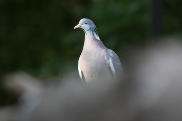 Common wood pigeon