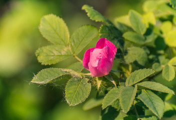 Wild rose