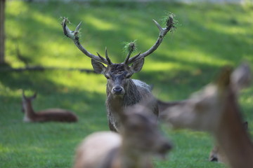 Fototapete bei efototapeten.de bestellen   