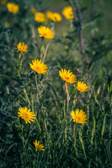 Wild flowers