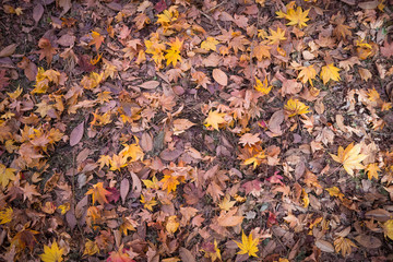 dry leaves background