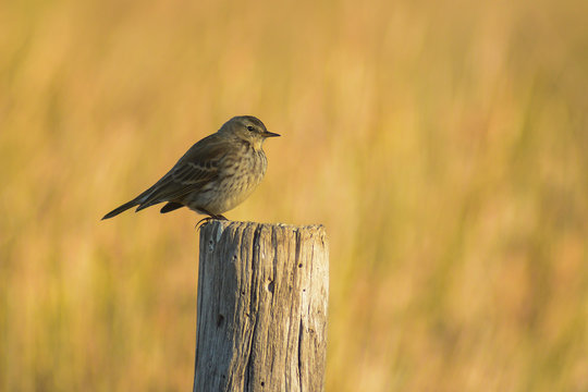 pispola (Anthus pratensis) su paletto legno