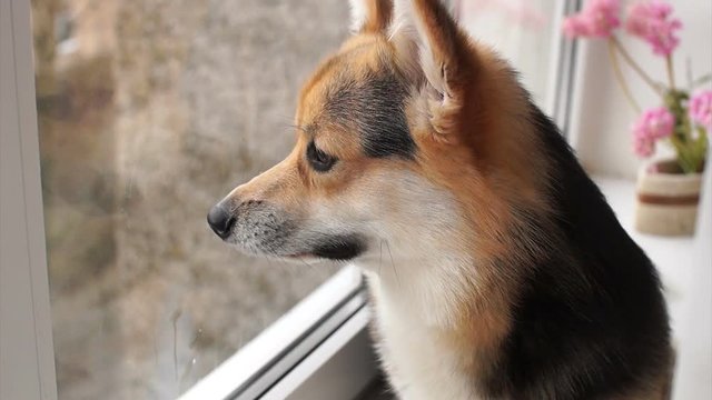 Dog sits on the windowsill of his house and looks out the window.