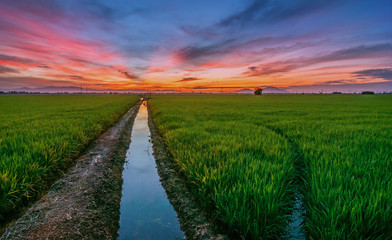 Fototapeta na wymiar Amazing sunrise over a paddy field in local village.