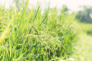 Close up paddy rice field with ray of lights on green background.