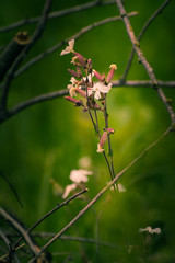 Wild flowers