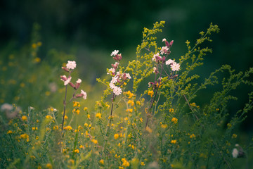 Wild flowers