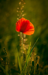 Fototapeta premium Poppy