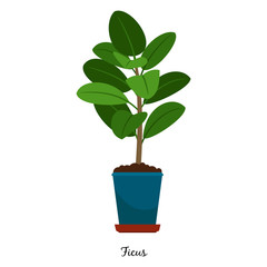 Ficus plant in pot