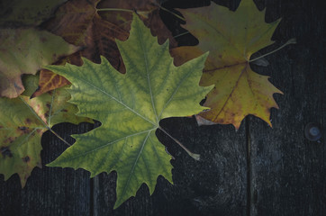 background with autumn leaves