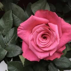 Rosen im Blumenstrauß