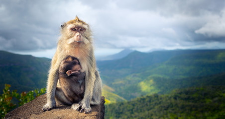 Monkeys at the Gorges viewpoint. Mauritius. Panorama