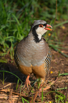 coturnice (Alectoris graeca) - ritratto