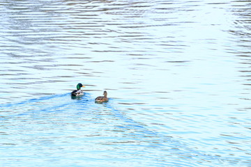 Wild ducks couple on the water