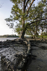 mangrove forest muddy and sunset 