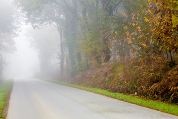 Obraz premium Sous bois dans le brouillard du matin