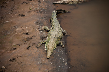 Crocodile - Costa Rica