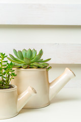 Small succulent plants in pots in home interior