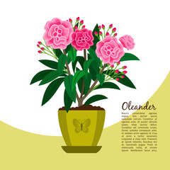 Oleander plant in pot banner