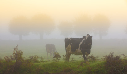 Vaches au champ dans le brouillard du matin