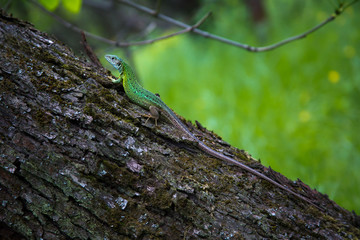 Green lizard on a tree