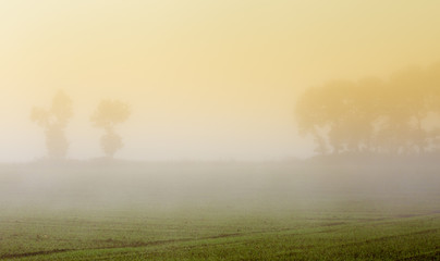 Plaine dans le brouillard du matin