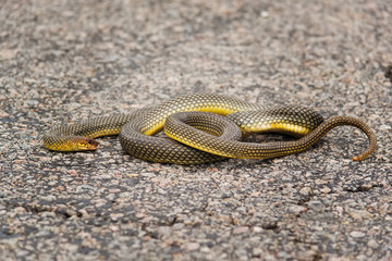 Тhe viper curled up on the asphalt