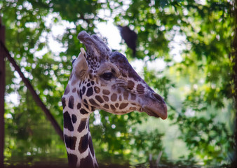 The head of a giraffe in the zoo