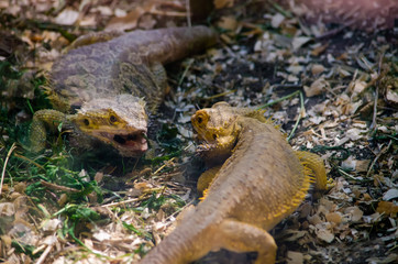 Two lizards are fighting